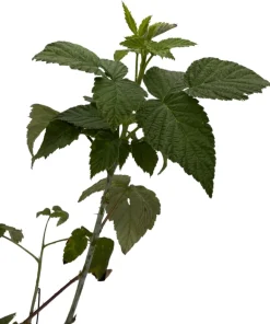 Jewell Black Raspberry Live Plant - Sweet Berries, 3.25
