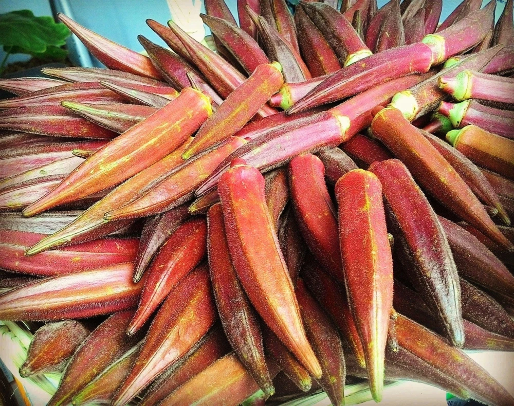 Jing Orange Okra Seeds - 50 Heirloom Vegetable Seeds for Garden - Image 2