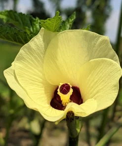 Jing Orange Okra Seeds - 50 Heirloom Vegetable Seeds for Garden - Image 3