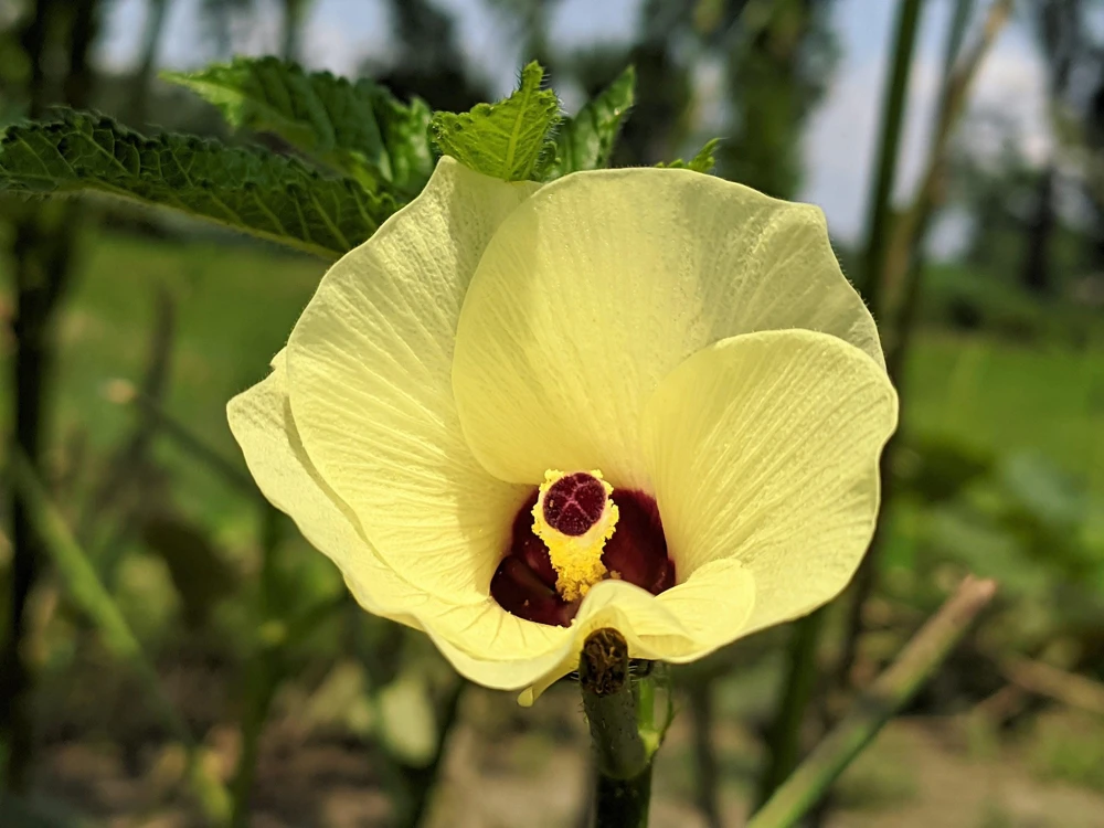 Jing Orange Okra Seeds - 50 Heirloom Vegetable Seeds for Garden - Image 3