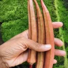 Jing Orange Okra Seeds - 50 Heirloom Vegetable Seeds for Garden - Image 1