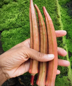 Jing Orange Okra Seeds - 50 Heirloom Vegetable Seeds for Garden - Image 1