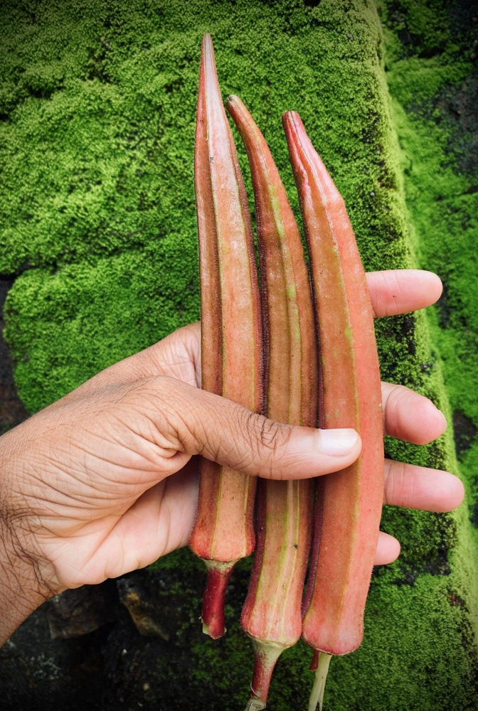 Jing Orange Okra Seeds - 50 Heirloom Vegetable Seeds for Garden - Image 1