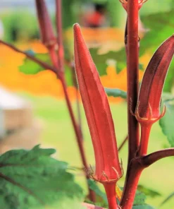 Jing Orange Okra Seeds - 50 Heirloom Vegetable Seeds for Garden - Image 4