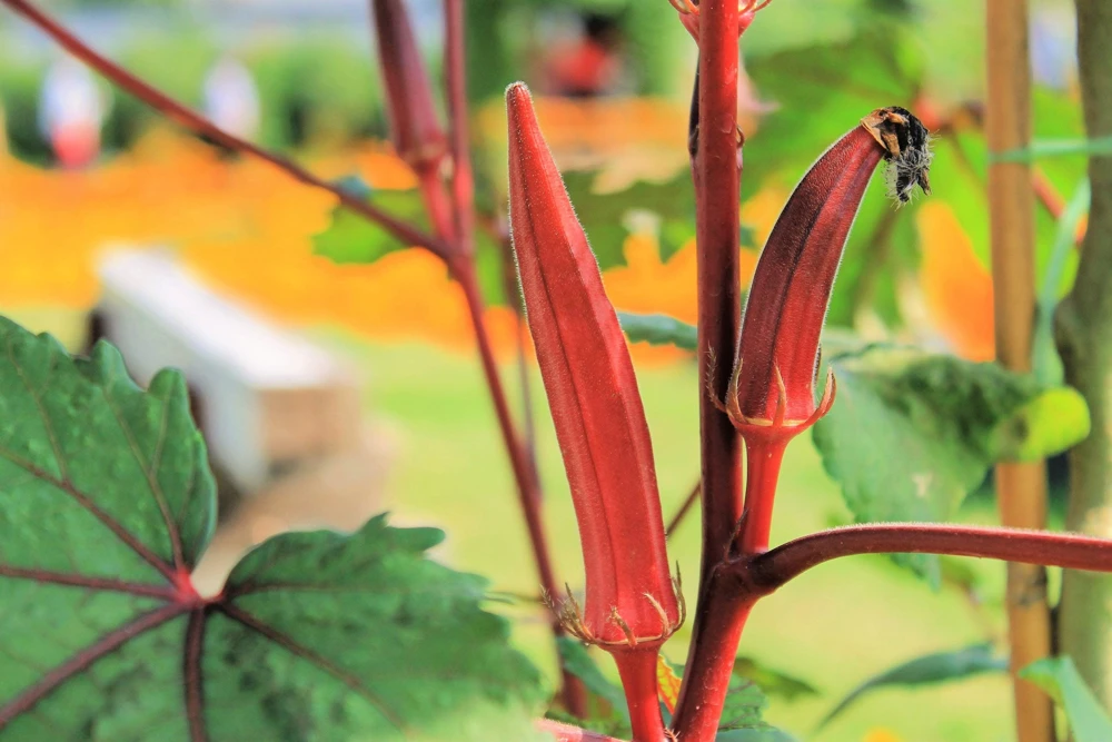 Jing Orange Okra Seeds - 50 Heirloom Vegetable Seeds for Garden - Image 4