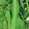 Joe E. Parker Chili Pepper Seeds - 30 Count - Large Mild Chili Variety - Image 1