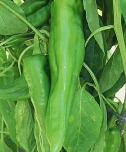 Joe E. Parker Chili Pepper Seeds - 30 Count - Large Mild Chili Variety - Image 1