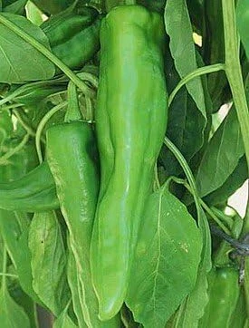 Joe E. Parker Chili Pepper Seeds - 30 Count - Large Mild Chili Variety - Image 1