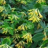 John Clayton Climbing Honeysuckle Vine - Lonicera Live Plant - 2.5" Pot - Fragrant Yellow Blooms - Image 1