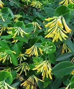John Clayton Climbing Honeysuckle Vine - Lonicera Live Plant - 2.5