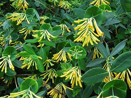 John Clayton Climbing Honeysuckle Vine - Lonicera Live Plant - 2.5" Pot - Fragrant Yellow Blooms - Image 1