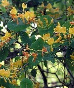 John Clayton Climbing Honeysuckle Vine - Lonicera Live Plant - 2.5