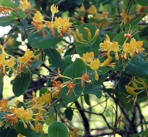 John Clayton Climbing Honeysuckle Vine - Lonicera Live Plant - 2.5" Pot - Fragrant Yellow Blooms - Image 2