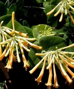 John Clayton Climbing Honeysuckle Vine - Lonicera Live Plant - 2.5