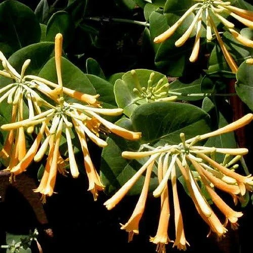 John Clayton Climbing Honeysuckle Vine - Lonicera Live Plant - 2.5" Pot - Fragrant Yellow Blooms - Image 3