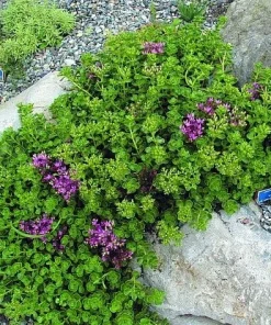 John Creech Sedum Live Plant - Stonecrop Groundcover - Quart Pot - Full Sun - Image 2