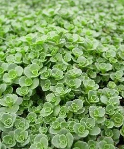 John Creech Sedum Live Plant - Stonecrop Groundcover - Quart Pot - Full Sun - Image 3