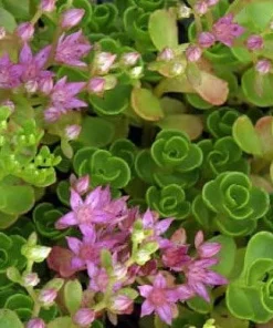 John Creech Sedum Live Plant - Stonecrop Groundcover - Quart Pot - Full Sun - Image 4