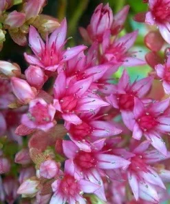 John Creech Sedum Live Plant - Stonecrop Groundcover - Quart Pot - Full Sun - Image 5