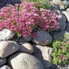 John Creech Sedum Live Plant - Stonecrop Groundcover - Quart Pot - Full Sun - Image 1
