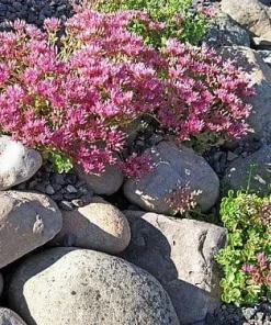 John Creech Sedum Live Plant - Stonecrop Groundcover - Quart Pot - Full Sun - Image 1
