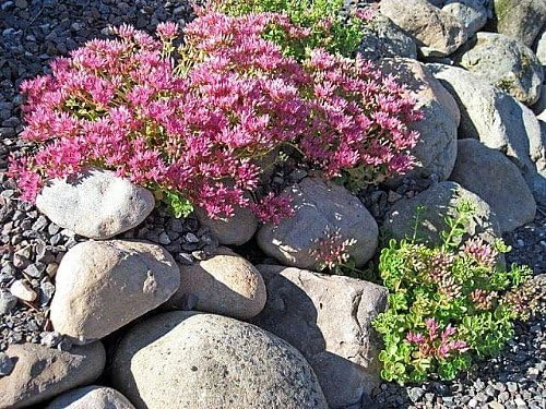 John Creech Sedum Live Plant - Stonecrop Groundcover - Quart Pot - Full Sun - Image 1