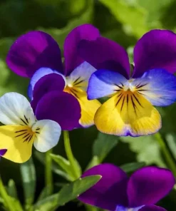Johnny Jump Up Viola Flower Seeds - 100+ Count Perennial Outdoor - Image 1