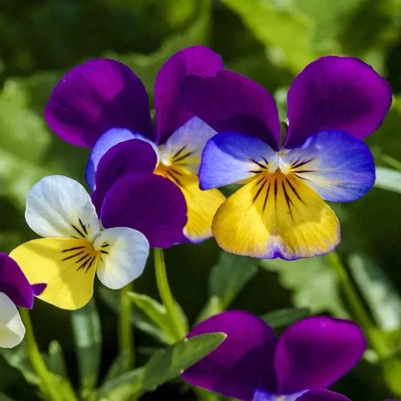Johnny Jump Up Viola Flower Seeds - 100+ Count Perennial Outdoor - Image 1