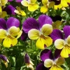 Johnny Jump Up Viola Seeds - 200 Seeds, Tricolor, Perennial, 7-10" Tall - Image 1