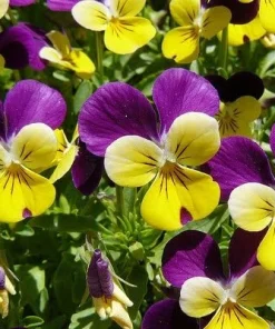 Johnny Jump Up Viola Seeds - 200 Seeds, Tricolor, Perennial, 7-10" Tall - Image 1