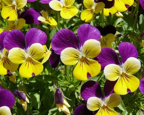 Johnny Jump Up Viola Seeds - 200 Seeds, Tricolor, Perennial, 7-10" Tall - Image 1