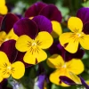 Johnny Jump Up Viola Tricolor Flower Seeds - 50 Seeds, Purple & Yellow - Image 1