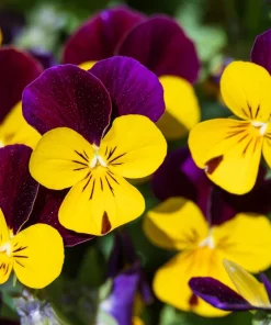 Johnny Jump Up Viola Tricolor Flower Seeds - 50 Seeds, Purple & Yellow - Image 1