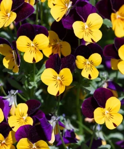 Johnny Jump Up Viola Tricolor Flower Seeds - 50 Seeds, Purple & Yellow - Image 2