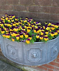 Johnny Jump Up Viola Tricolor Flower Seeds - 50 Seeds, Purple & Yellow - Image 3