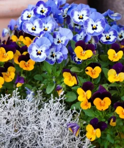 Johnny Jump Up Viola Tricolor Flower Seeds - 50 Seeds, Purple & Yellow - Image 4