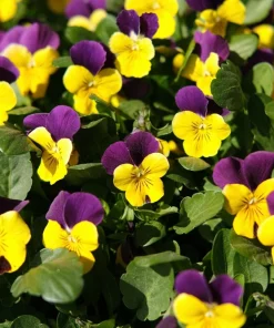 Johnny Jump Up Viola Tricolor Flower Seeds - 50 Seeds, Purple & Yellow - Image 5