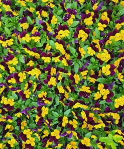 Johnny Jump Up Viola Tricolor Flower Seeds - 50 Seeds, Purple & Yellow - Image 6