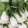 Joi Choi Pak Choi Cabbage Seeds - 100 Non-GMO Brassica rapa Seeds - Image 1