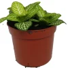 Jolly Lemon Nerve Plant Live Plant - Fittonia Albivenis - 2.5 inch Pot - Indoor - Image 1