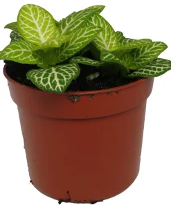 Jolly Lemon Nerve Plant Live Plant - Fittonia Albivenis - 2.5 inch Pot - Indoor - Image 1