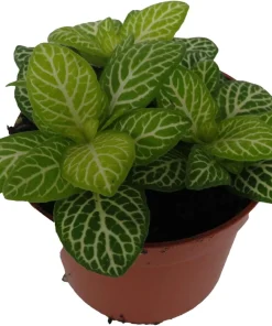 Jolly Lemon Nerve Plant Live Plant - Fittonia Albivenis - 2.5 inch Pot - Indoor - Image 2