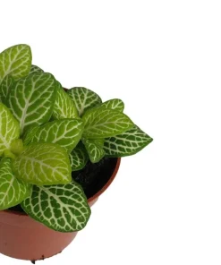 Jolly Lemon Nerve Plant Live Plant - Fittonia Albivenis - 2.5 inch Pot - Indoor - Image 3