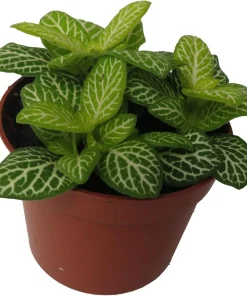 Jolly Lemon Nerve Plant Live Plant - Fittonia Albivenis - 2.5 inch Pot - Indoor - Image 4