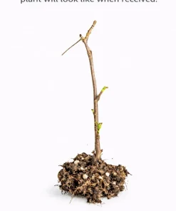Jostaberry Shrub Live Plant - 6-12