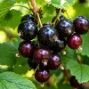 Jostaberry Shrub Live Plant - 6-12" Tall - Gooseberry & Currant Hybrid Edible Berry Bush - Image 1