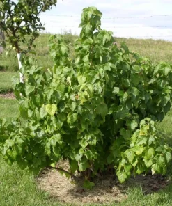 Jostaberry Shrub Live Plant - 6-12