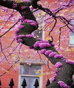 Judas Tree Seeds (Cercis siliquastrum) - Mediterranean Redbud Tree Seeds - Fast Growing, Hardy - Image 2
