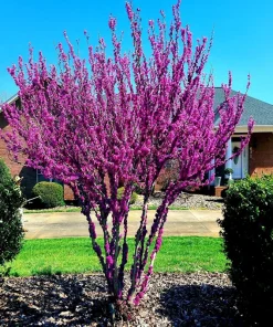 Judas Tree Seeds (Cercis siliquastrum) - Mediterranean Redbud Tree Seeds - Fast Growing, Hardy - Image 3