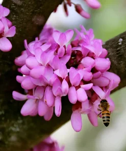 Judas Tree Seeds (Cercis siliquastrum) - Mediterranean Redbud Tree Seeds - Fast Growing, Hardy - Image 4